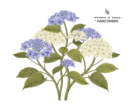 Sketch Floral decorative set. White and Blue Hydrangea flower drawings. Vintage line art isolated on white backgrounds. Hand Drawn Botanical Illustrations. Elements vector. vector