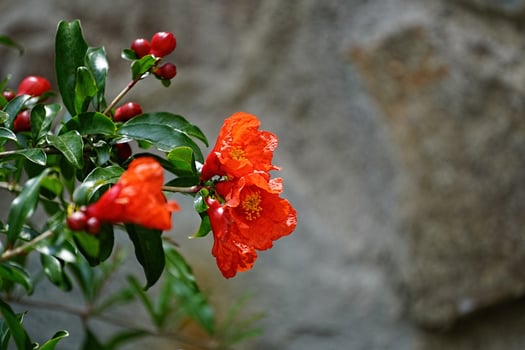 red flower of a flowering pomegranate photo