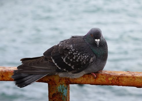 Portrait of a pigeon against the water surface photo