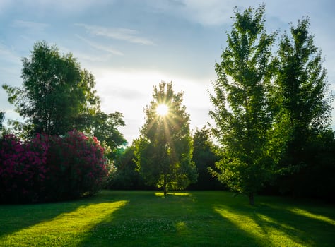 Natural landscape with a view of a beautiful Park and trees photo