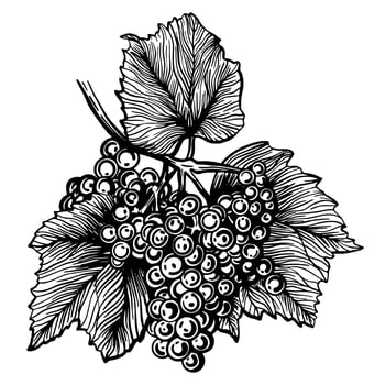 Grapes isolated on a white background. Grapevine hand drawn vector illustration.