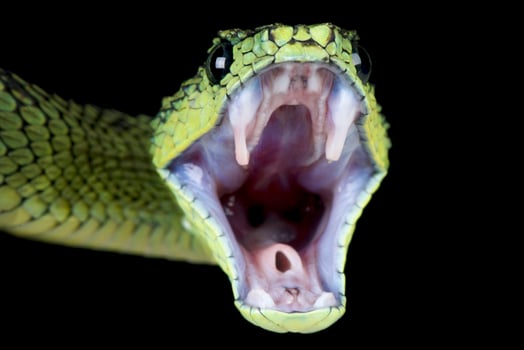 Great Lakes bush viper attacking   Atheris nitschei photo