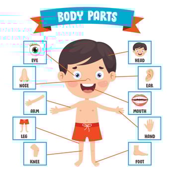 Funny Child Showing Human Body Parts vector