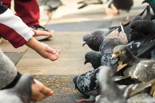 Children feeding pigeons photo