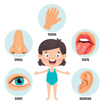 Five Senses Concept With Human Organs vector
