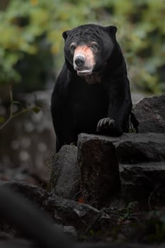 Portrait of Sun bear photo
