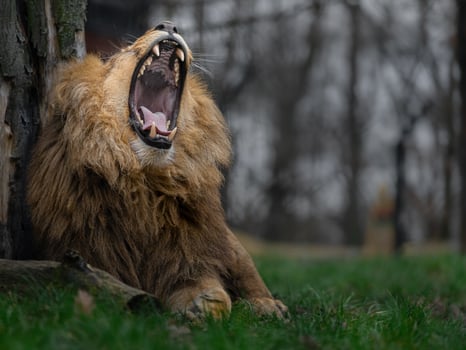 Katanga Lion yawning photo
