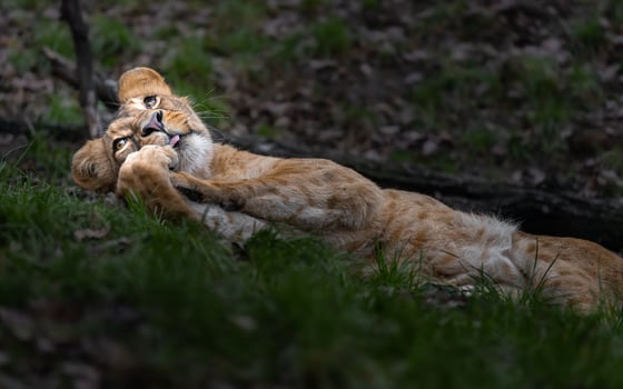 Katanga Lion in grass photo