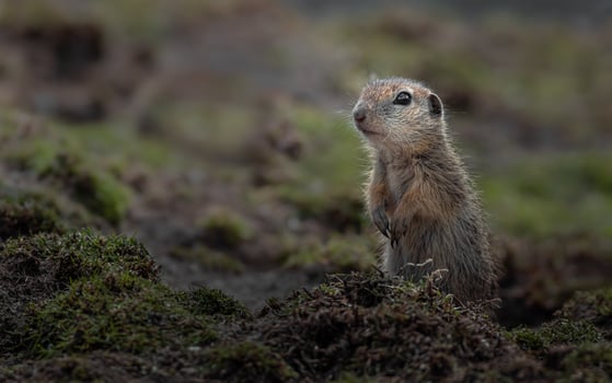 European ground squirrel photo