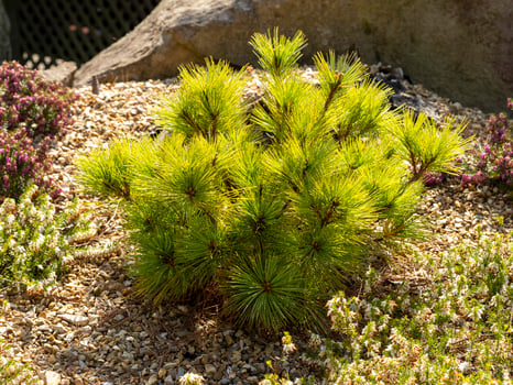 Dwarf pine tree Pinus strobus Radiata in a rock garden photo