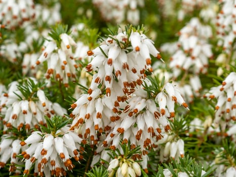 Closeup of the flowers of white heather Erica x Veitchii Exeter photo