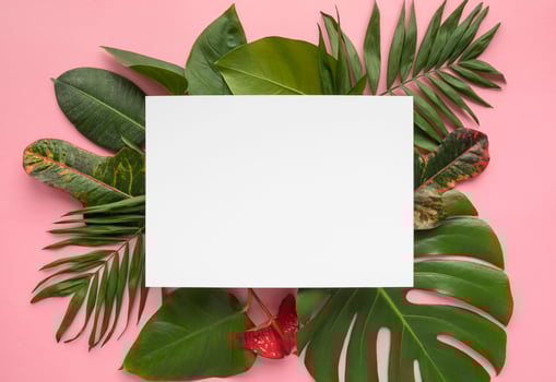 Minimal background tropical plant composition photo