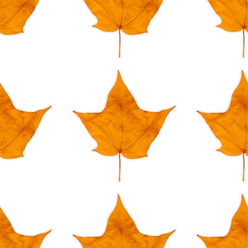 Autumn maple leaves seamless background photo
