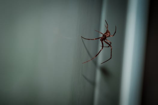 Red spider on the white wall photo