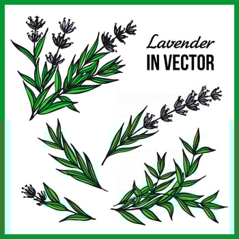 COLOR SET OF LAVENDER FLOWERS ON A WHITE BACKGROUND vector