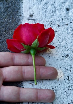 hand holding a beautiful flower in spring season photo