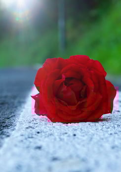 romantic red rose flower for valentinesday photo