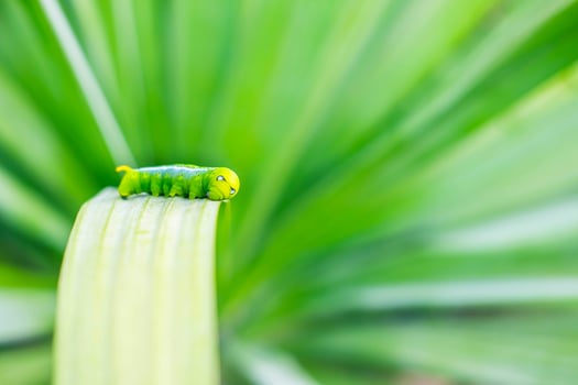 Green worm on the leaf photo