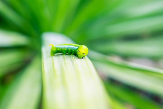 Green worm on the leaf photo