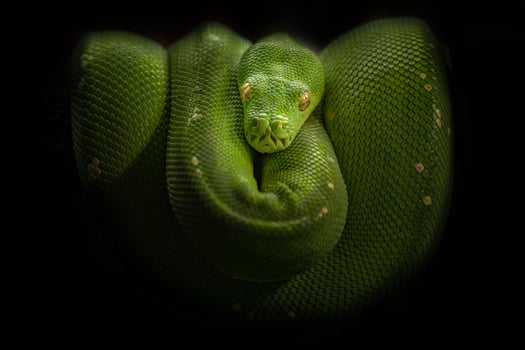 Green tree python photo