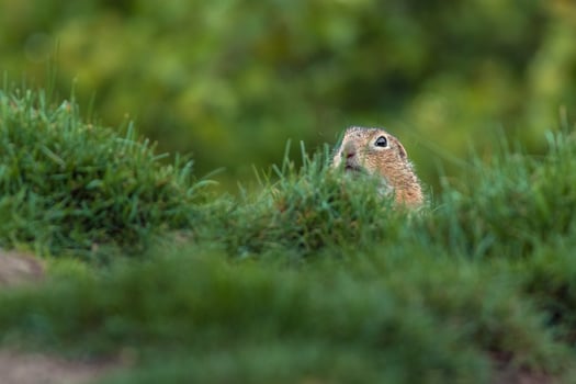European ground squirrel photo