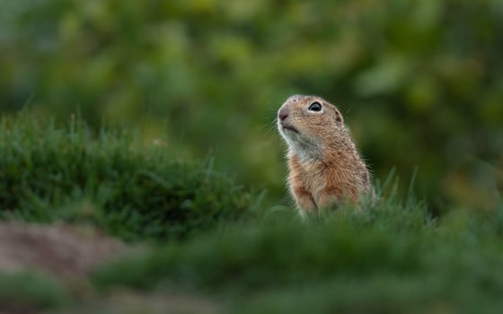 European ground squirrel photo