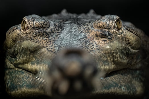 Portrait of Gharial photo
