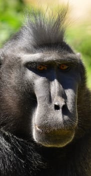Alpha male Macaque primate photo