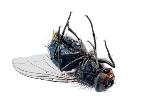 Close up of a dead fly lying on its back photo