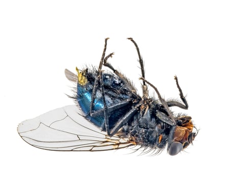Close up of a dead fly lying on its back photo
