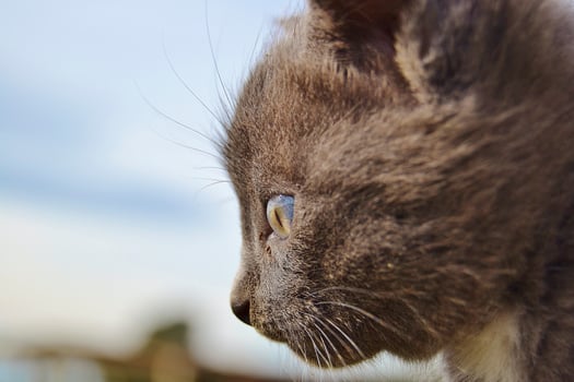 Thoughtful cat portrait photo