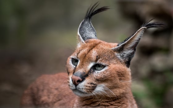 Portrait of Caracal photo