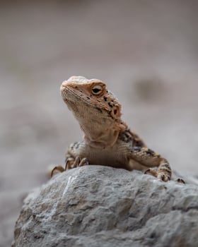 Agama turkestanska Laudakia Agama lehmanni photo