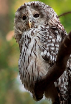 Portrait of Ural owl photo