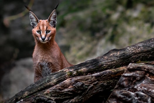 Portrait of Caracal photo