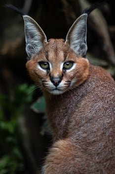 Portrait of Caracal photo