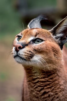Portrait of Caracal photo