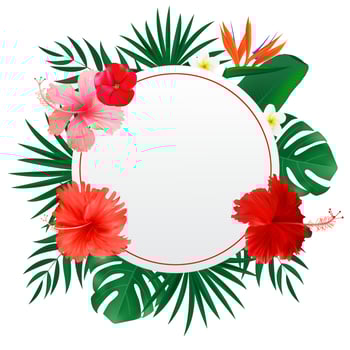 Abstract natural frame with Tropical Palm and Monstera Leaves exotic flower isolated on white vector