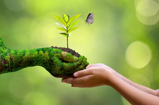 Concept of hands growing seedlings on bokeh green background photo