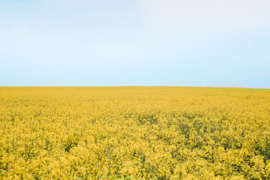 Blooming rapeseed field photo