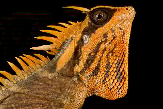 Natalias mountain horned dragon  Acanthosaura nataliae photo