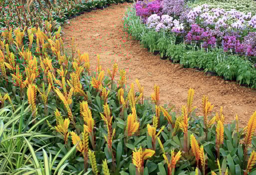 Pathway with gardening blooms photo
