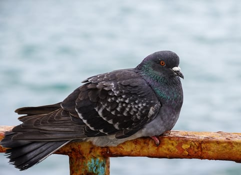 Portrait of a pigeon against the water surface photo