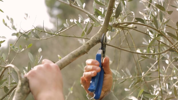 Cleaning and pruning of olive tree photo