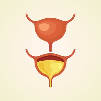 Human Bladder internal organ vector illustration