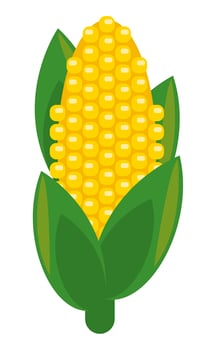 corn fresh vegetable vector