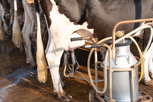 Cow milking facility and mechanized milking equipment photo