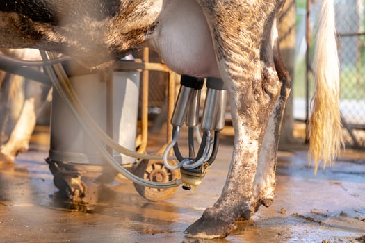 Cow milking facility and mechanized milking equipment photo
