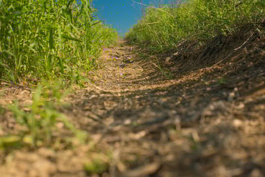 path green grass and blue sky photo