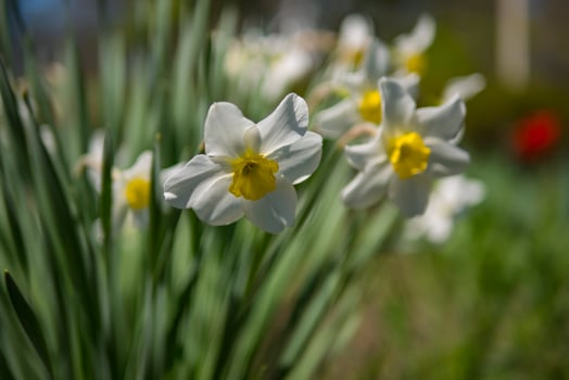 Wallpaper white daffodils photo